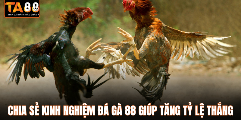 Chia sẻ kinh nghiệm đá gà 88 giúp tăng tỷ lệ thắng