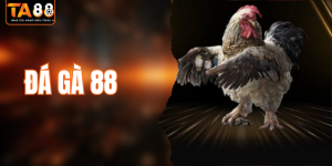 Đá Gà 88 - Sảnh Chọi Kê Trực Tiếp Hấp Dẫn Mọi Thành Viên