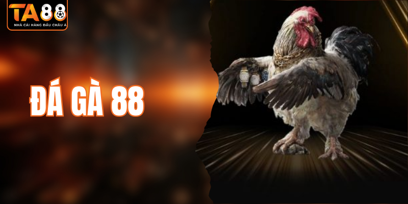 Đá Gà 88 - Sảnh Chọi Kê Trực Tiếp Hấp Dẫn Mọi Thành Viên