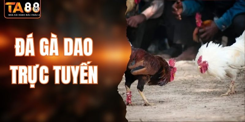 Đá Gà Dao Trực Tuyến - Sôi Động Từng Khoảnh Khắc Tại TA88