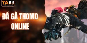 Đá Gà Thomo Online TA88 - Cơ Hội Kiếm Tiền Tỷ Tại Nhà 