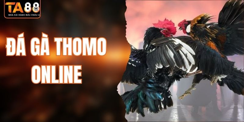 Đá Gà Thomo Online TA88 - Cơ Hội Kiếm Tiền Tỷ Tại Nhà 