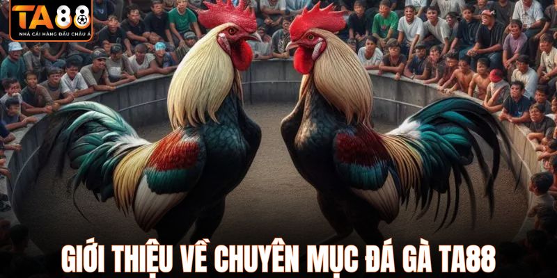 Giới thiệu về chuyên mục đá gà TA88