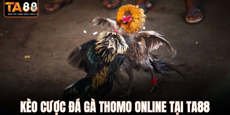 Kèo cược đá gà Thomo online tại TA88