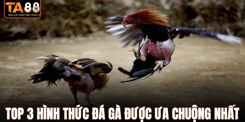 Top 3 hình thức đá gà được ưa chuộng nhất