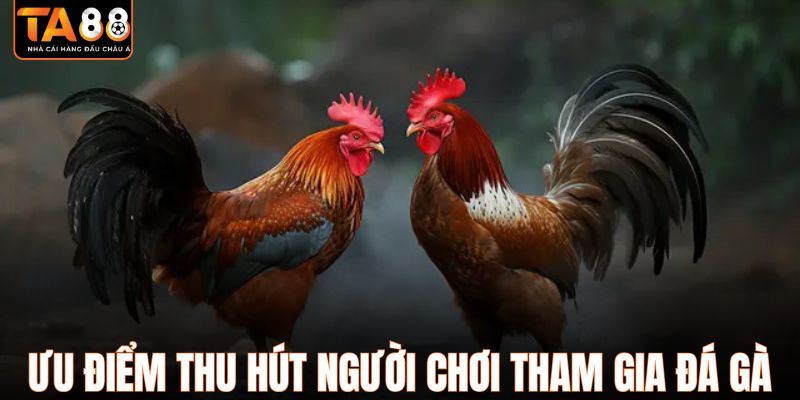 Ưu điểm thu hút người chơi tham gia đá gà